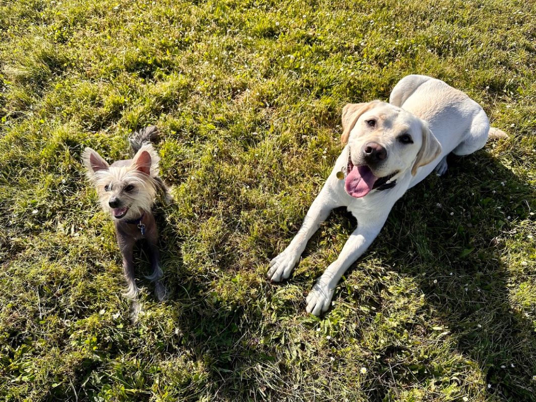 2 dogs laying beside one another