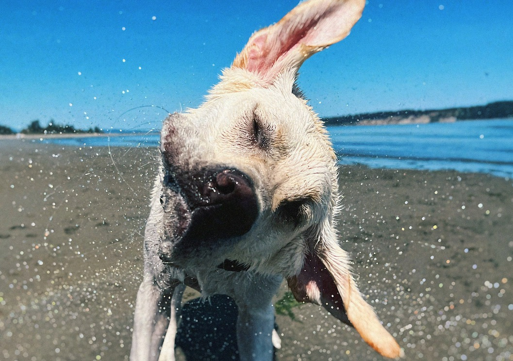 Yellow Lab puppy shaking its head at the beach